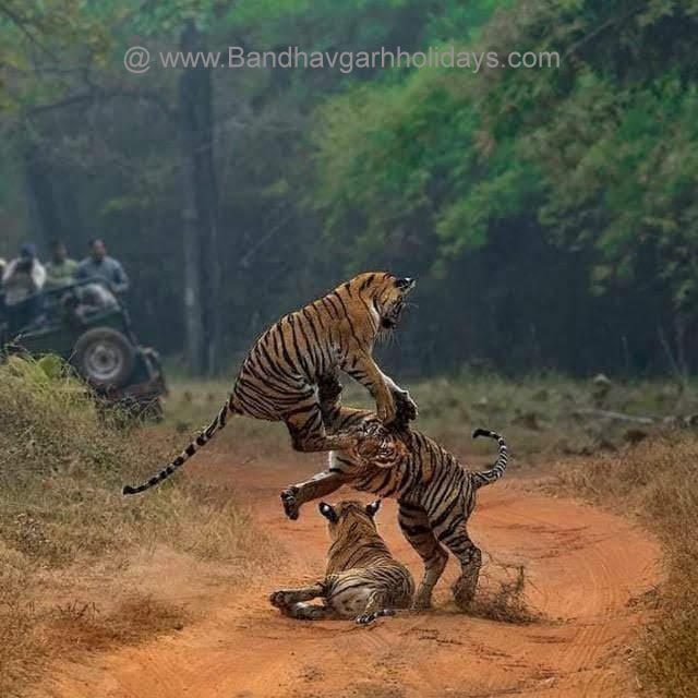 Jungle jeep saafari booking bandhavgarh