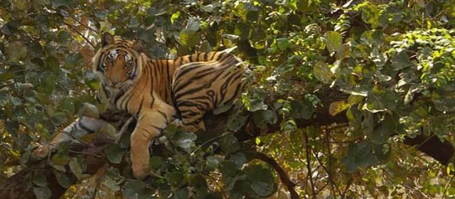 Luxury Hotels & Resort booking bandhavgarh