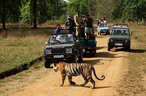 Safari Timing Bandhavgarh