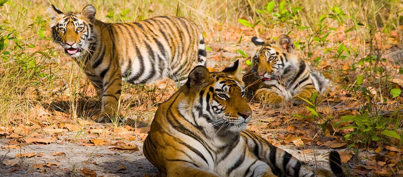 Bandhavgarh National Park Safari Booking