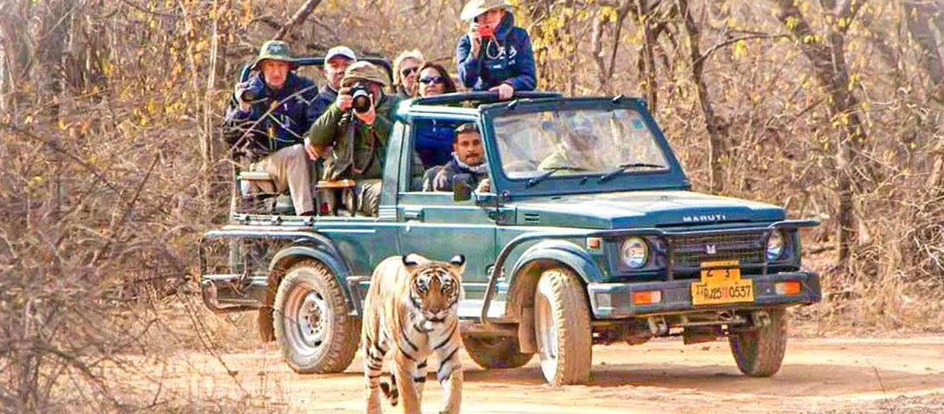 Bandhavgarh Safari Booking