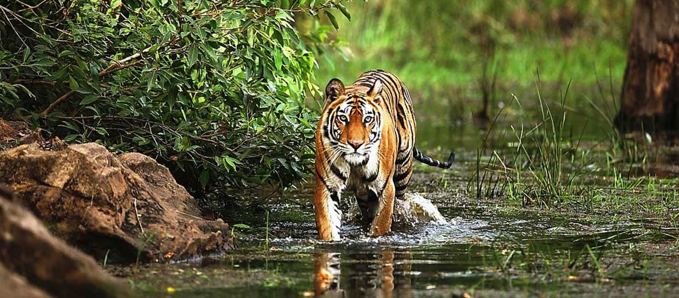 Jeep Safari Booking Bandhavgarh